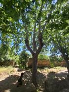 Aprovaci inventari arbes inters local (AIL)