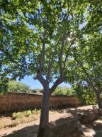 Aprovaci inventari arbes inters local (AIL)